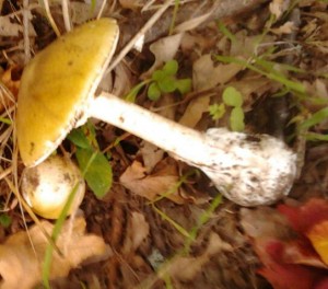 Phalloides