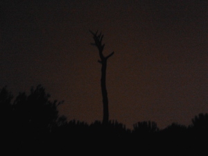 albero